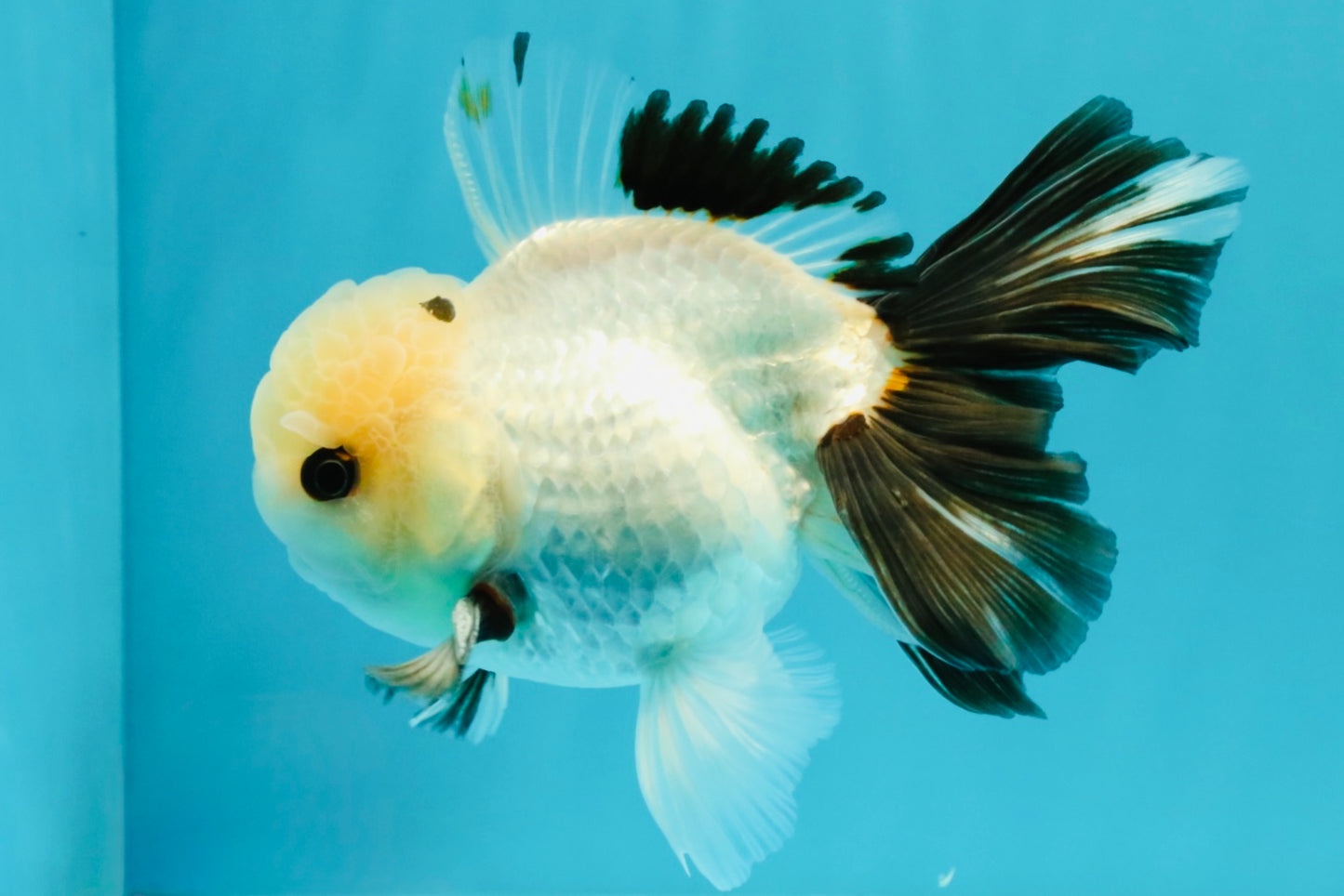 Panda Oranda Male 5 inches #032026OR_12
