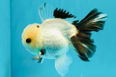 Panda Oranda Male 5 inches #032026OR_12