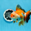 AAA Grade Tricolor Oranda Male 5-5.5 inches #0830OR_21