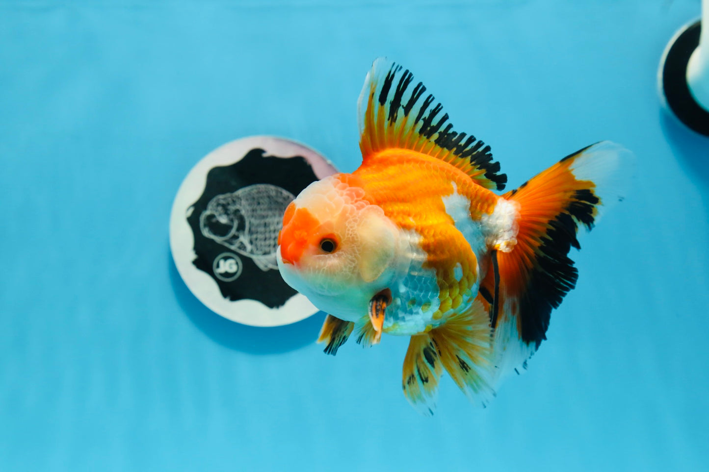 AAA Grade Tricolor Oranda Male 5-5.5 inches #0830OR_21