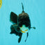 A Grade Kirin Oranda Male 5.5 inches #061926OR_22