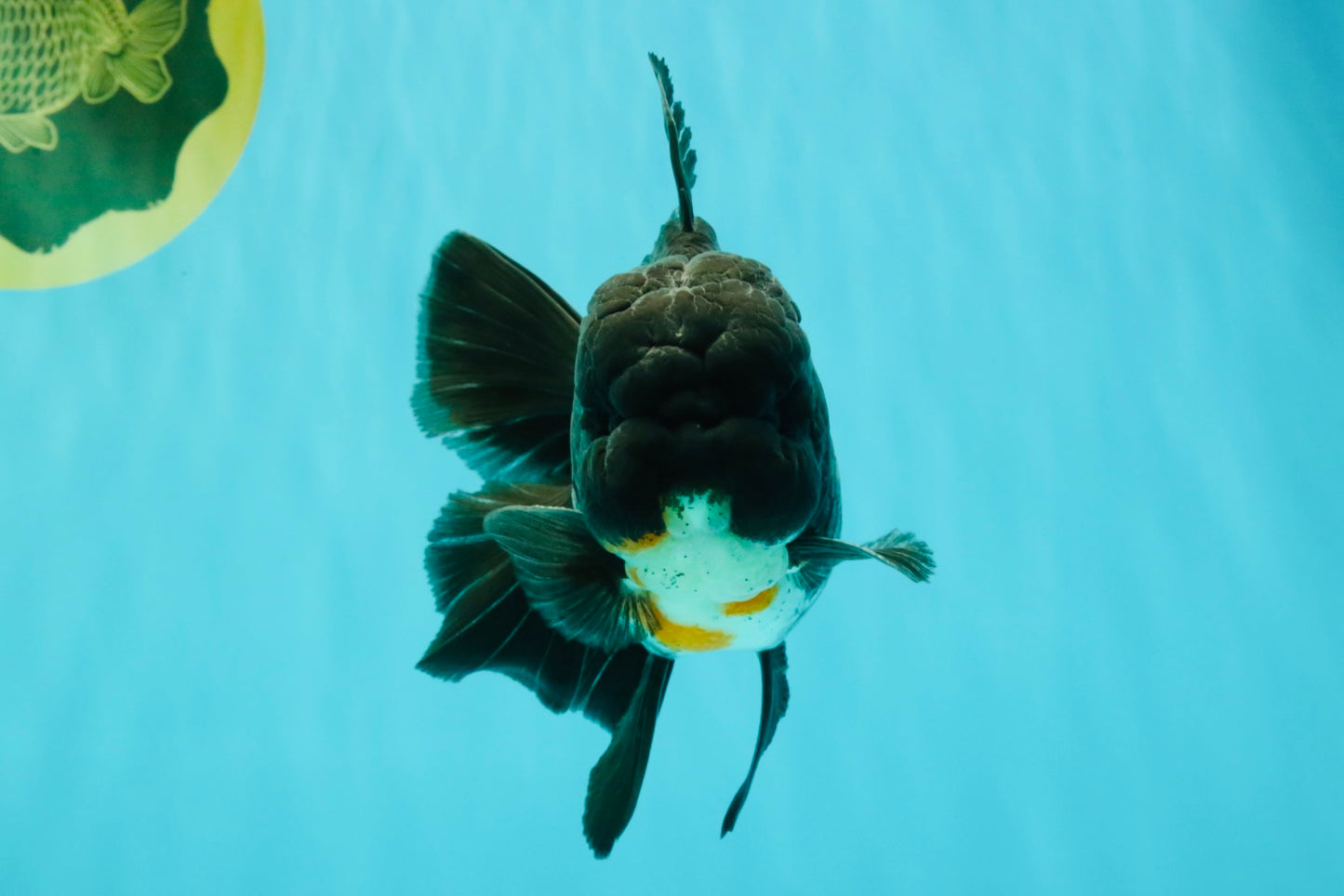 A Grade Kirin Oranda Male 5.5 inches #061926OR_22