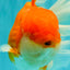 AAA Grade Super Red White Oranda Male 7.5-8 inches #061926OR_03
