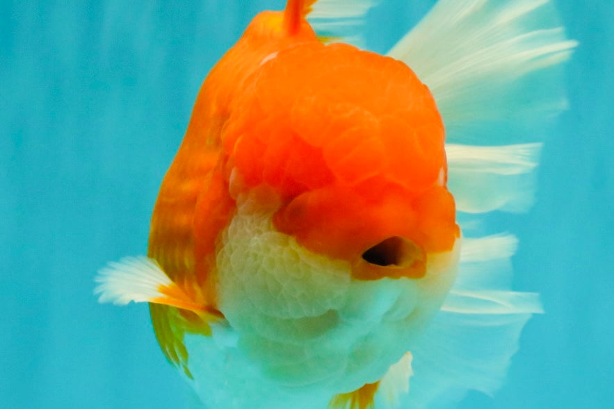 AAA Grade Super Red White Oranda Male 7.5-8 inches #061926OR_03