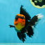 AAA Grade Apache Oranda Male 5-5.5 inches #050925OR_37