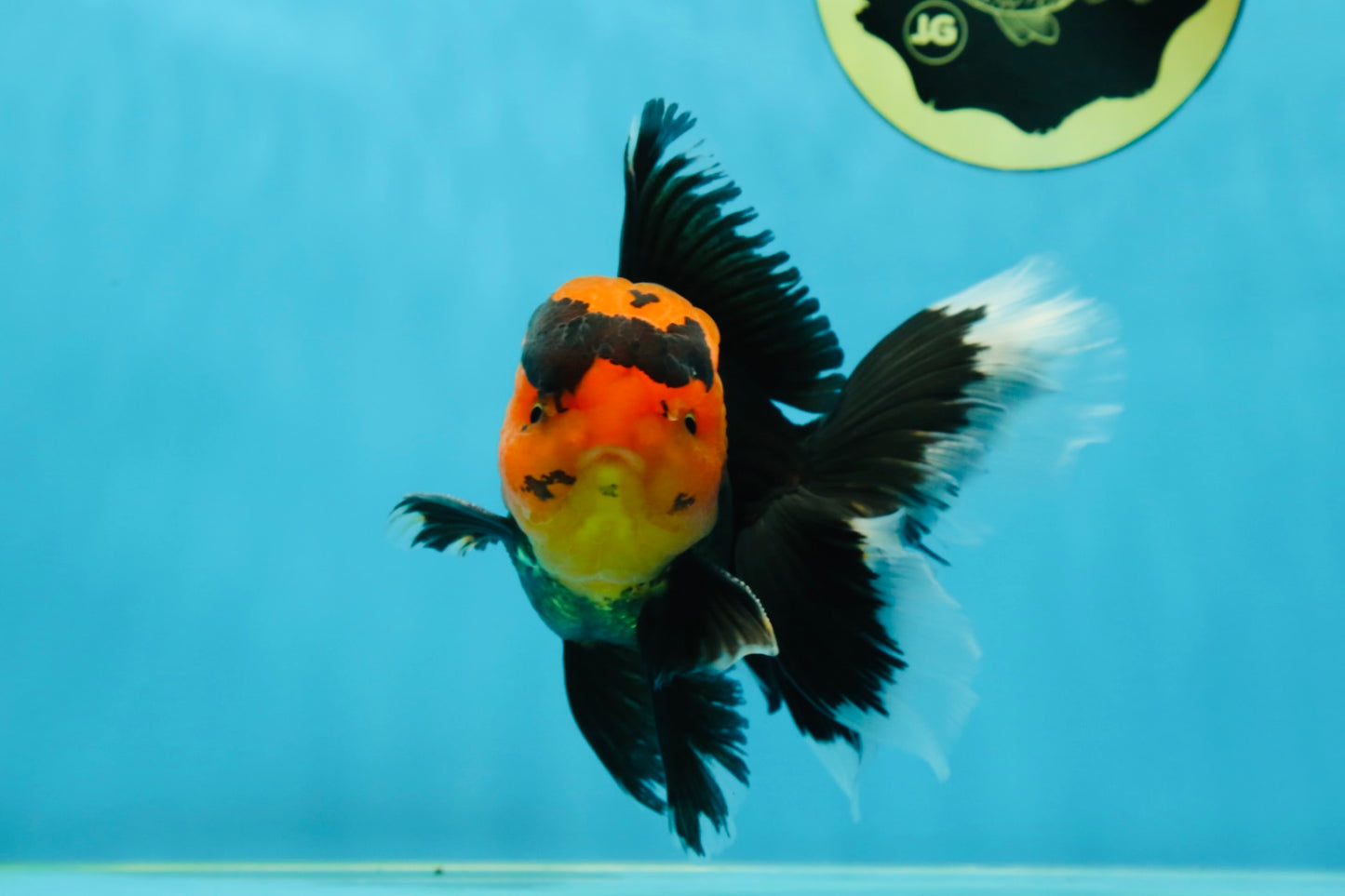 AAA Grade Apache Oranda Male 5-5.5 inches #050925OR_37