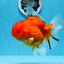 AAA Grade Cherry Sakura Oranda Female 5.5 inches #0712OR_03