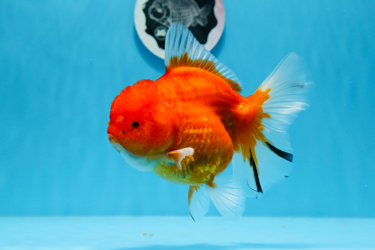 AAA Grade Cherry Sakura Oranda Female 5.5 inches #0712OR_03