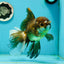 Giant Black Oranda Female 7 inches #112224OR_18