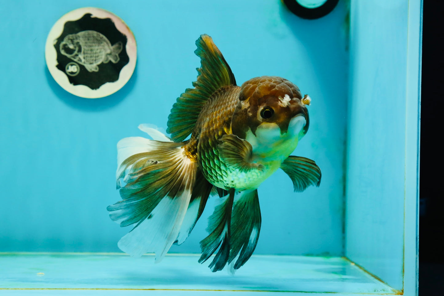 Giant Black Oranda Female 7 inches #112224OR_18