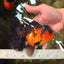 AAA Grade Lava Apache Oranda Male 5.5 inches #032026OR_10