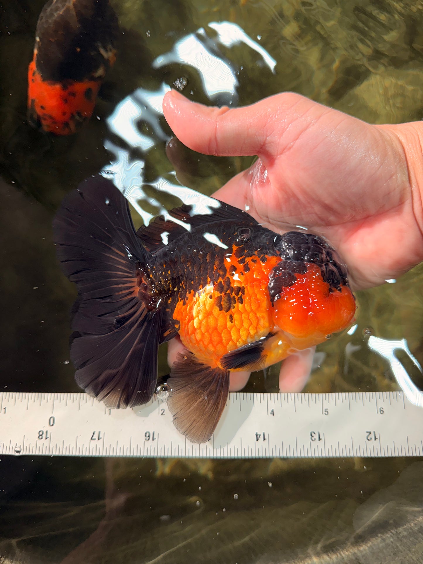 AAA Grade Lava Apache Oranda Male 5.5 inches #032026OR_10