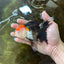 A Grade Tricolor Oranda Female 5 inches #082225OR_23