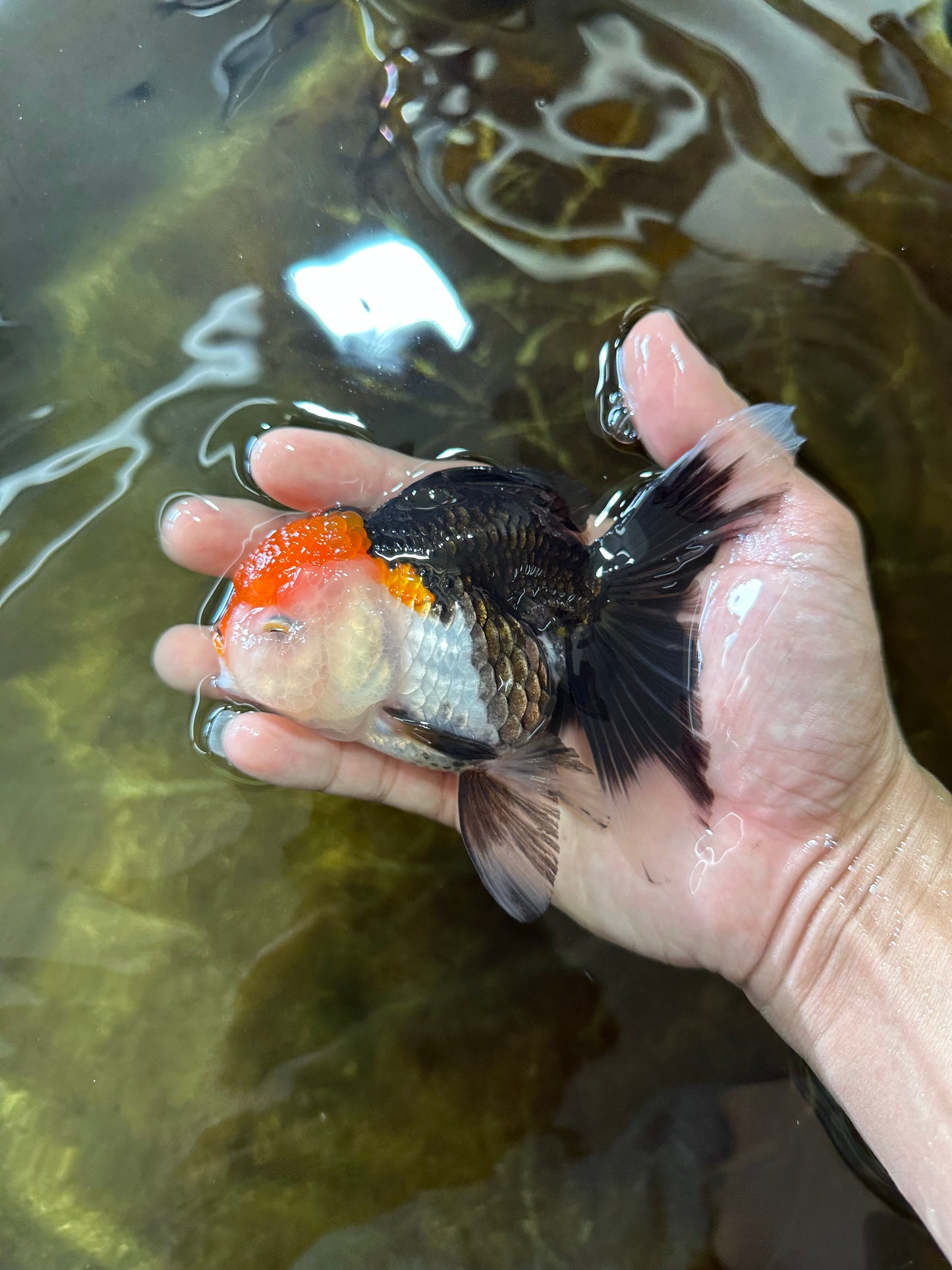 A Grade Tricolor Oranda Female 5 inches #082225OR_23