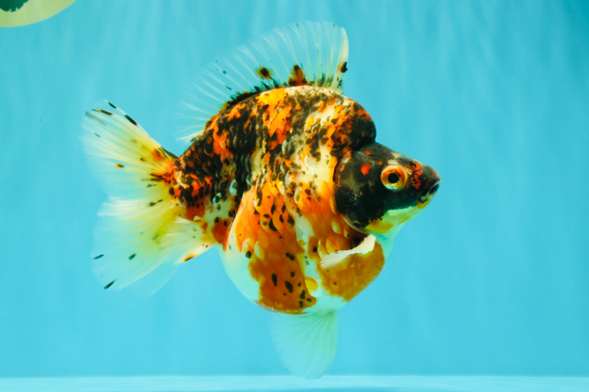 AAA Grade Special Indonesia Calico Ryukin Male 6-6.5 inches #100226RK_01