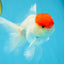 A Grade Super Cute Red Cap Oranda Male 4.5-5 inches #053025OR_22