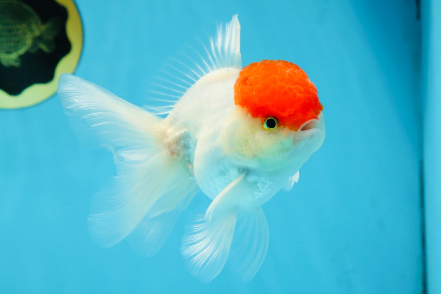 A Grade Super Cute Red Cap Oranda Male 4.5-5 inches #053025OR_22