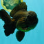 JUMBO AAA Grade Godzilla Black Oranda Male 6-6.5 inches #050826OR_01