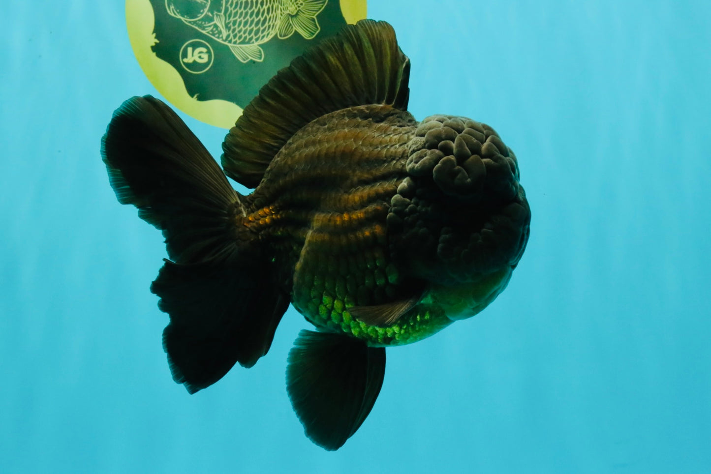 JUMBO AAA Grade Godzilla Black Oranda Male 6-6.5 inches #050826OR_01
