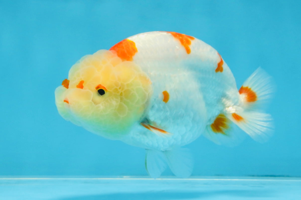 AAA Grade Pompom Kohaku LionQueen 4-4.5 inches #103125LC_19