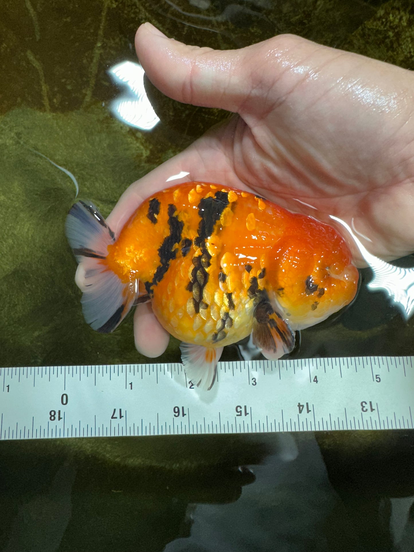 AAA Grade Tiger LionKing 4.5 inches #060625LC_04