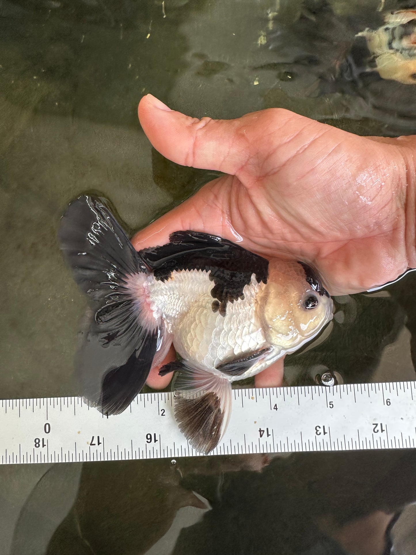 Panda Oranda Male 5 inches #081525OR_27