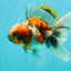 Calico Oranda Male 6.5-7 inches #071026OR_31