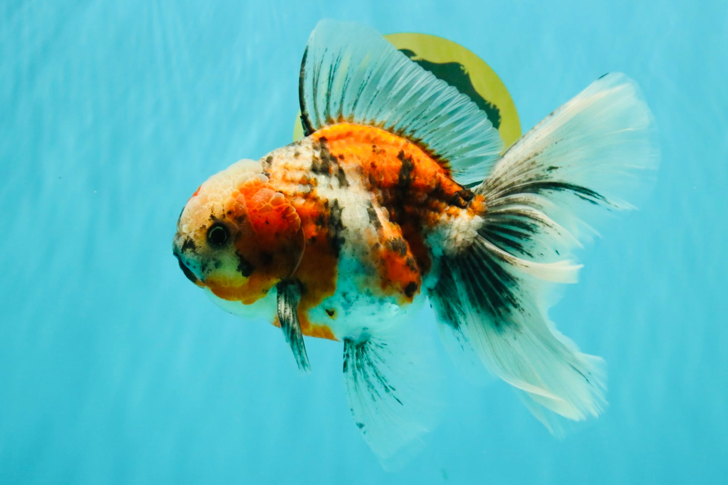 Calico Oranda Male 6.5-7 inches #071026OR_31