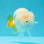 Snow White Neon Tail Lionchu Male 4-4.5 inches #0531LC_08