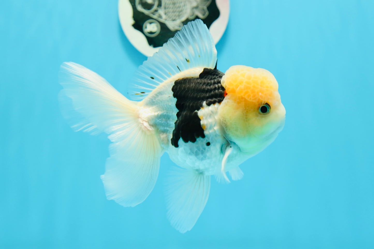 Panda Oranda mâle à tête de citron de catégorie A, 4,5 pouces #0503OR_09