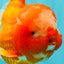 BIG WEN AAA Grade Red White Oranda Male 7.5-8 inches #070326OR_03