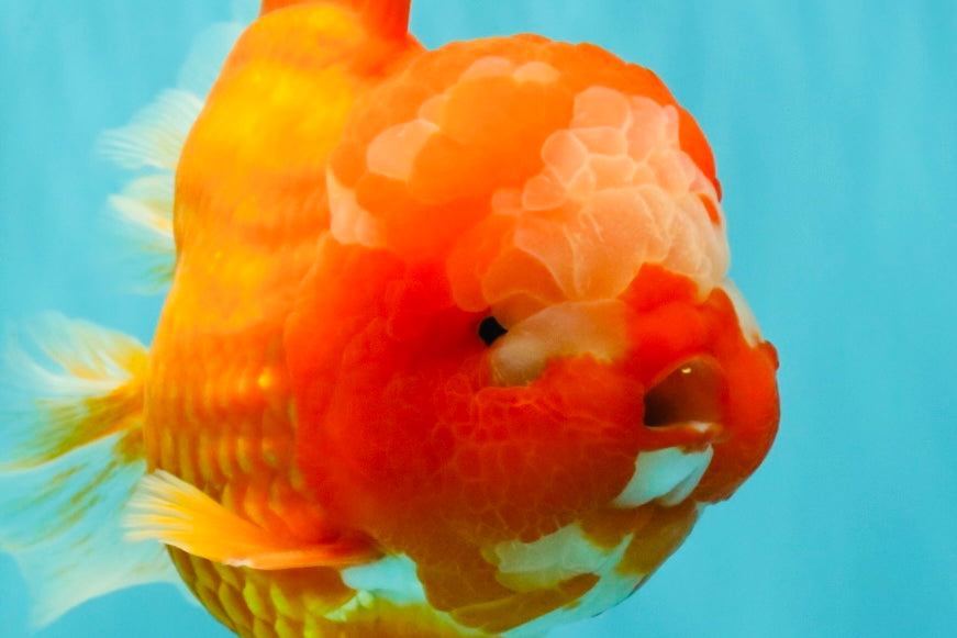 BIG WEN AAA Grade Red White Oranda Male 7.5-8 inches #070326OR_03