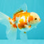 A Grade Kohaku Red White Oranda Female 5-5.5 inches #102326OR_06