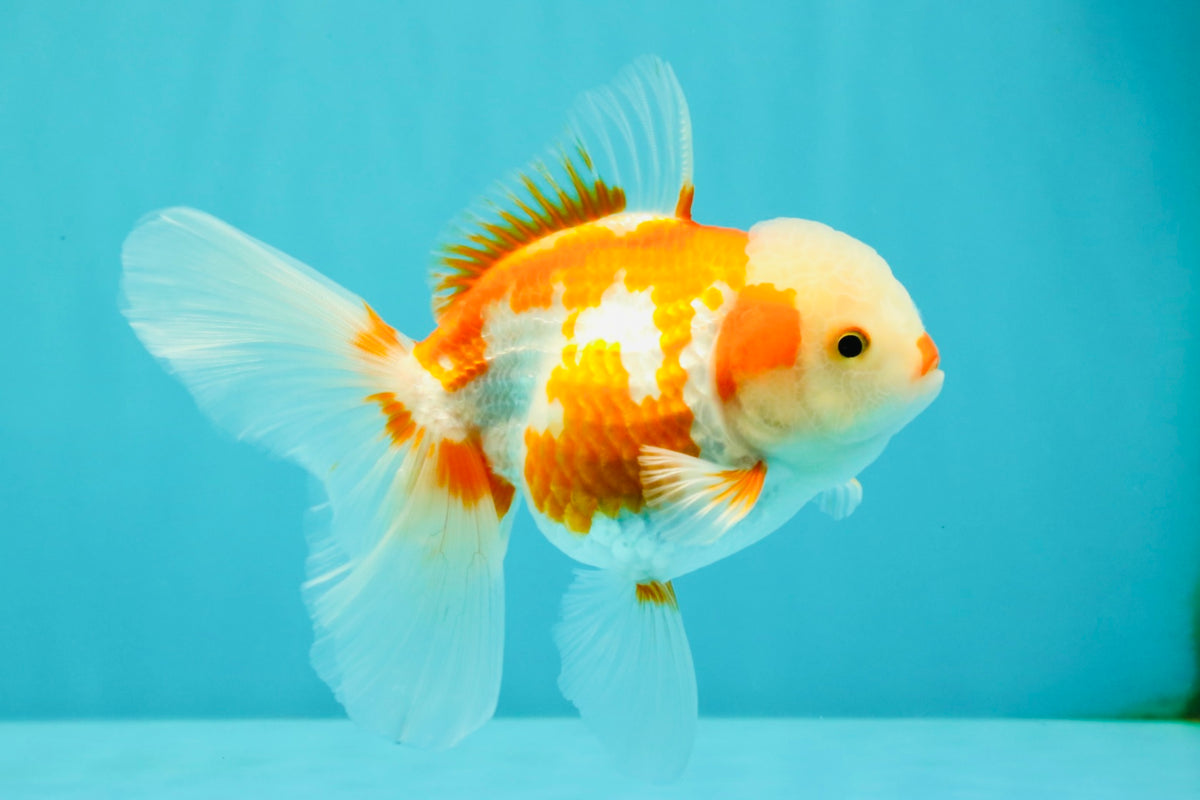 A Grade Kohaku Red White Oranda Female 5-5.5 inches #102326OR_06