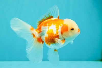 A Grade Kohaku Red White Oranda Female 5-5.5 inches #102326OR_06
