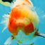 A Grade Kohaku Sakura Yuanbao Male 5.5 inches #052325YB_25
