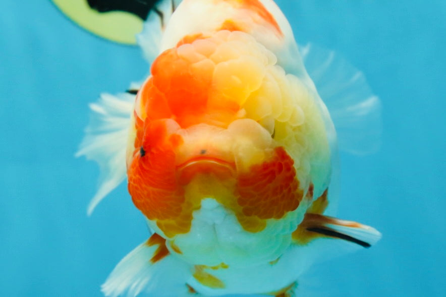 A Grade Kohaku Sakura Yuanbao Male 5.5 inches #052325YB_25