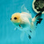 A Grade Panda Black Nose Button Eyes Oranda Female 5 inches #111524OR_19