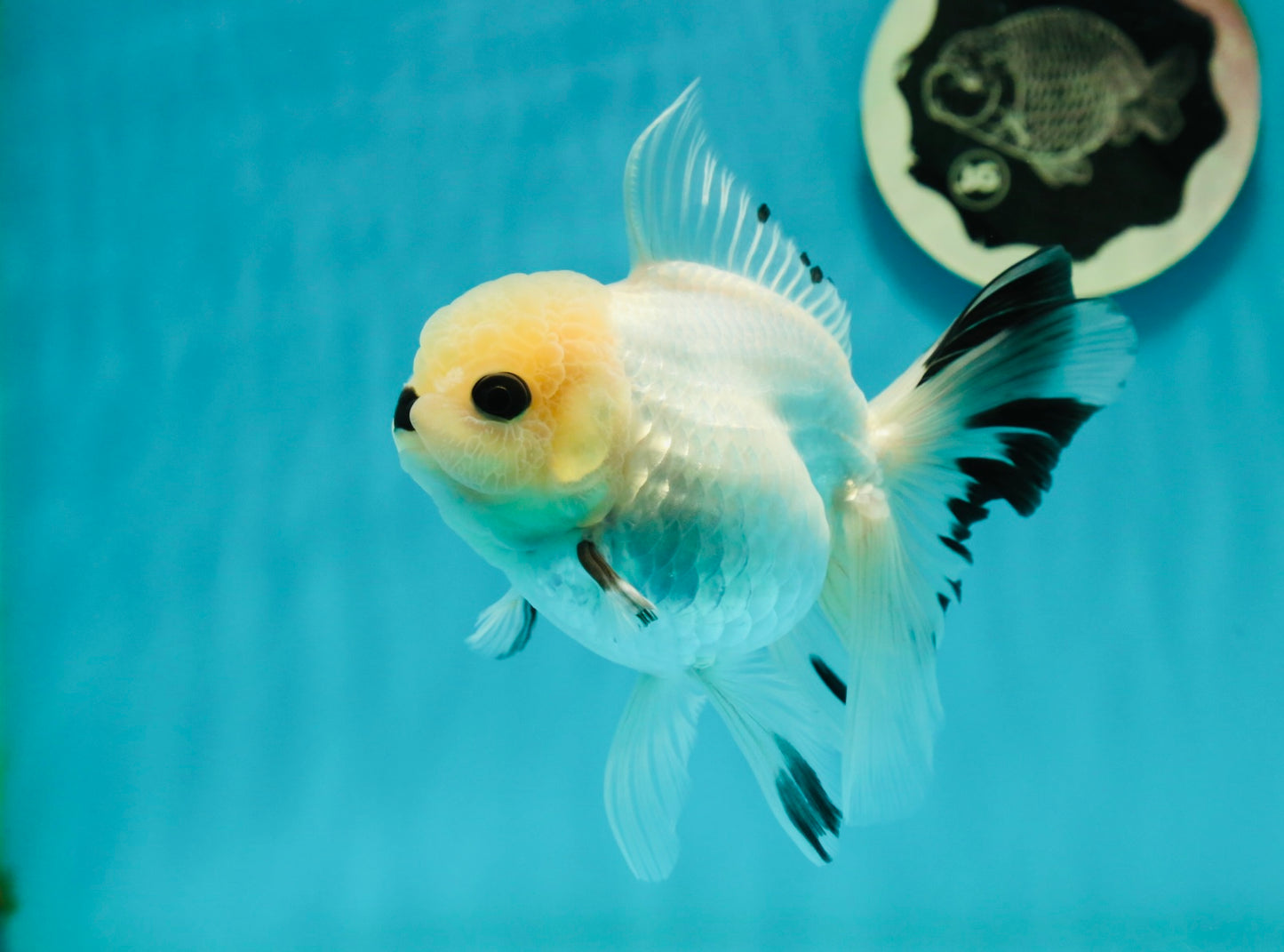 A Grade Panda Black Nose Button Eyes Oranda Female 5 inches #111524OR_19