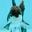 Panda Oranda Male 3-3.5 inches #1004OR_30