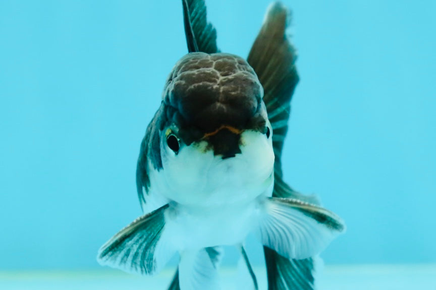 Panda Oranda Male 3-3.5 inches #1004OR_30