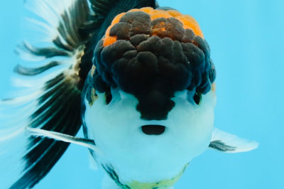 Oranda macho tricolor de grado A de 5,5 pulgadas n.° 0920OR_24