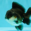 AAA Grade Panda Yuanbao Male 4.5-5 inches #082126YB_23