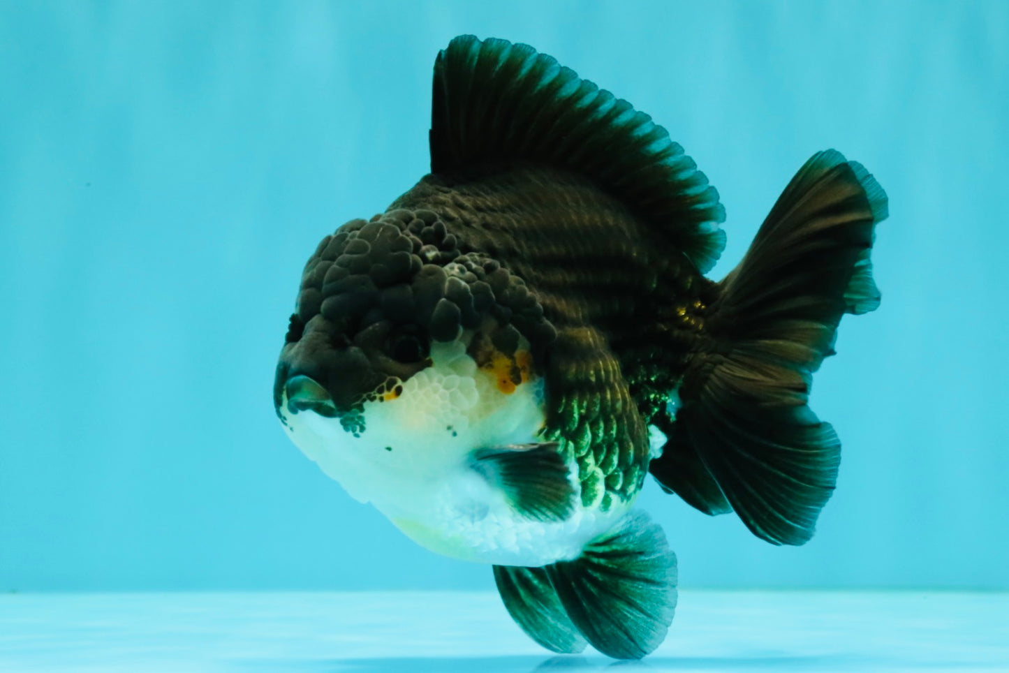 AAA Grade Panda Yuanbao Male 4.5-5 inches #082126YB_23