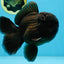AAA Grade Godzilla Black Oranda Male 5.5 inches #100325OR_11