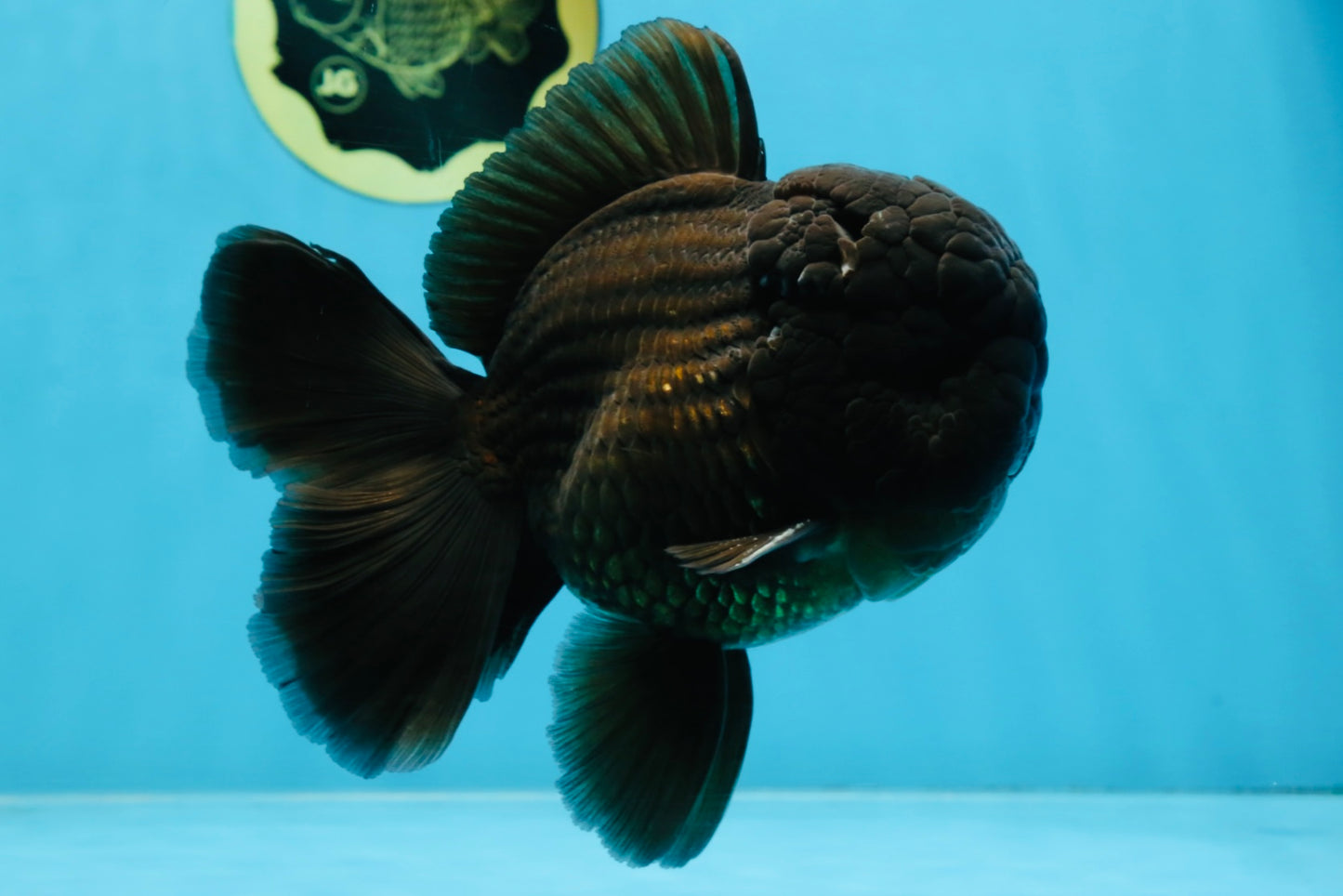 AAA Grade Godzilla Black Oranda Male 5.5 inches #100325OR_11