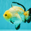 AAA Grade White Button Eyes Yuanbao Female 5.5 inches #062626YB_13