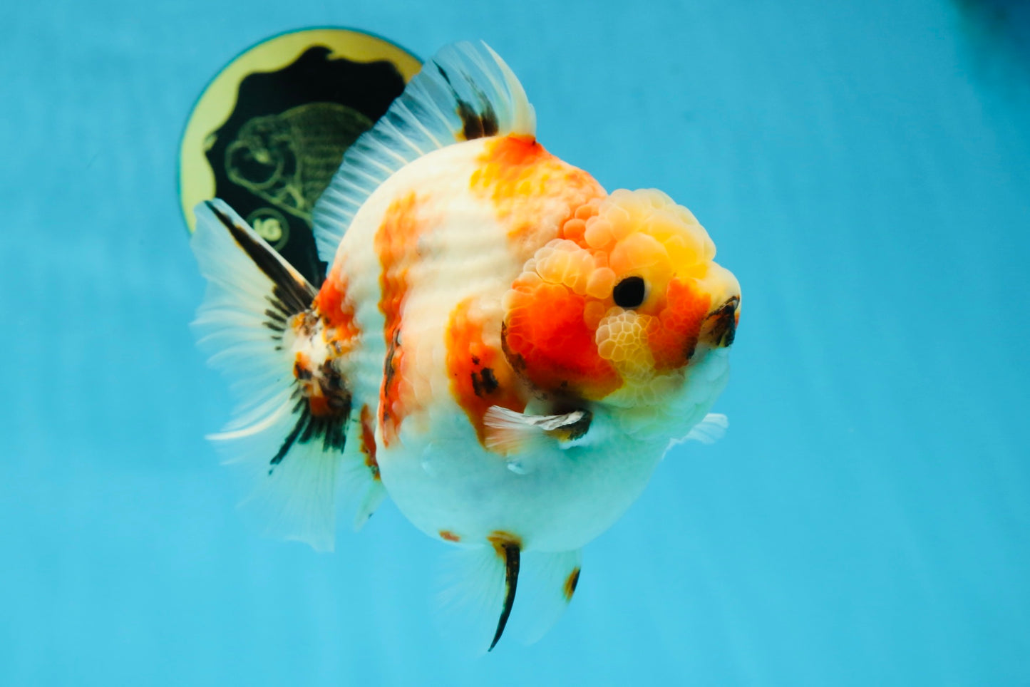 AAA Grade Big Body Godzilla Sakura Button Eyes Yuanbao Female 5-5.5 inches #051625YB_14