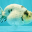 AAA Grade White Tiger Blue Base Ranchu Female 4.5 inches #062626RC_10