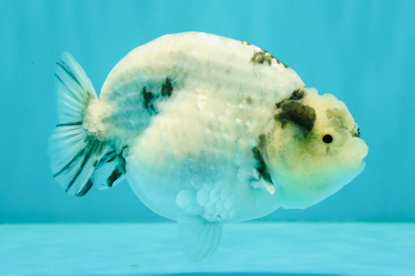 AAA Grade White Tiger Blue Base Ranchu Female 4.5 inches #062626RC_10